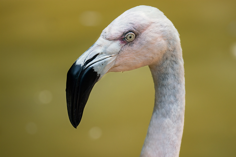 flamingo_3561-64.jpg