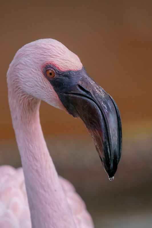 flamingo_3616-64.jpg