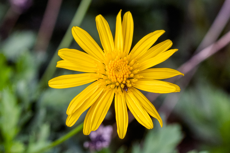 flower-yellow_6785-64.jpg