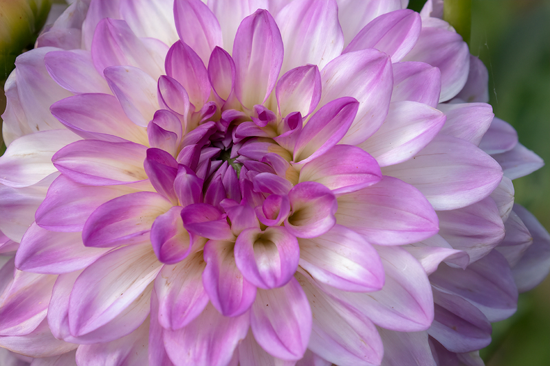 flower_3494-64.jpg