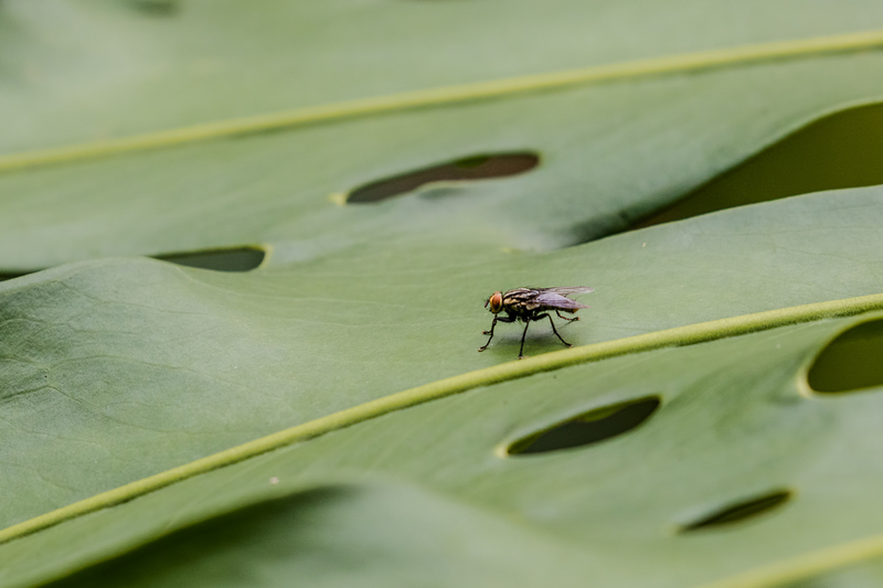 fly-on-leaf_7023-64.jpg