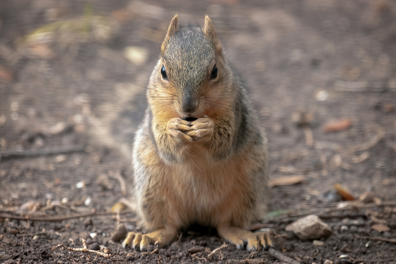 fox-squirrel_0319-64.jpg