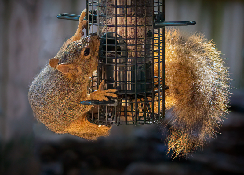 fox-squirrel_2859-75(1).jpg