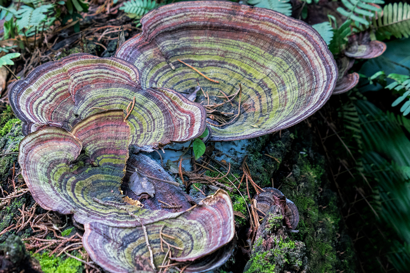 fungi_6030-64.jpg