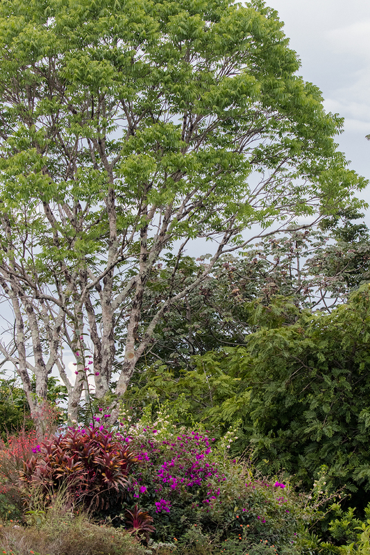 garden_7265-46.jpg