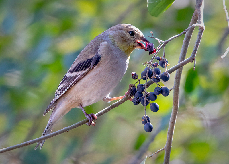 gold-finch-berries_6221-75(1).jpg