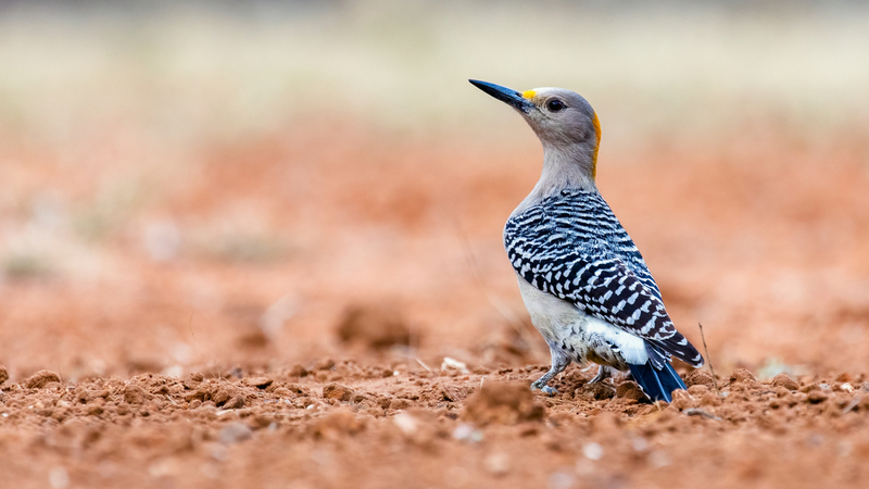 golden-fronted-woodpecker_6150-169.jpg