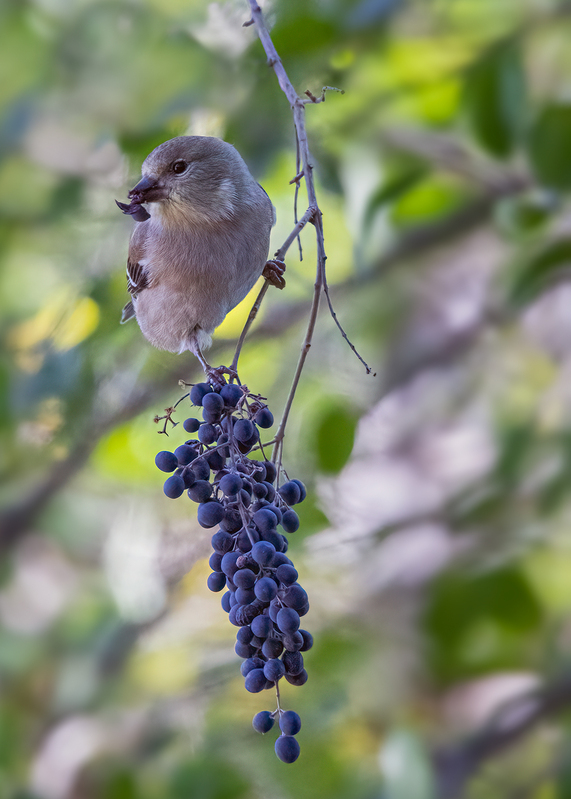 goldfinch_5989a-57.jpg