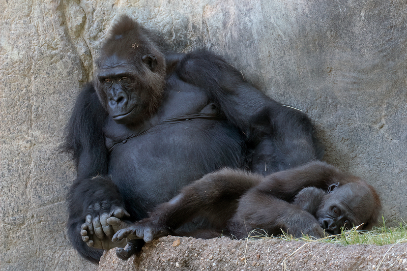 gorilla_3650-64(1).jpg