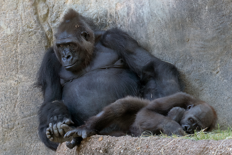 gorilla_3650-64.jpg