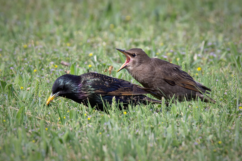 grackle-juvenile_6729-64.jpg