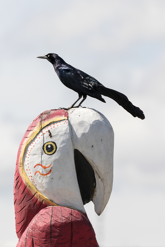 great-tailed-grackle_6531-46(1).jpg