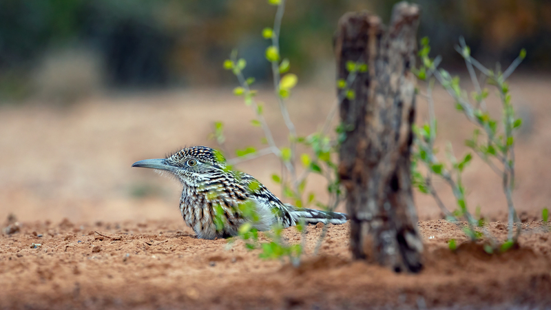 greater-roadrunner_3258-169.jpg