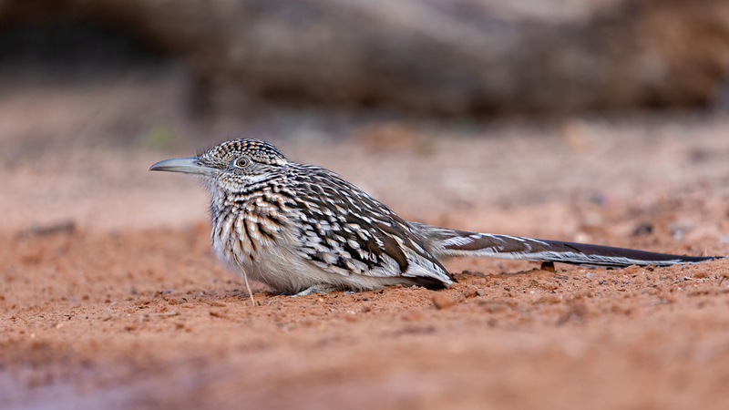 greater-roadrunner_3341-169.jpg
