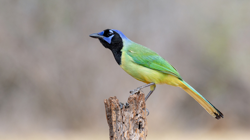 green-jay_5640-169.jpg