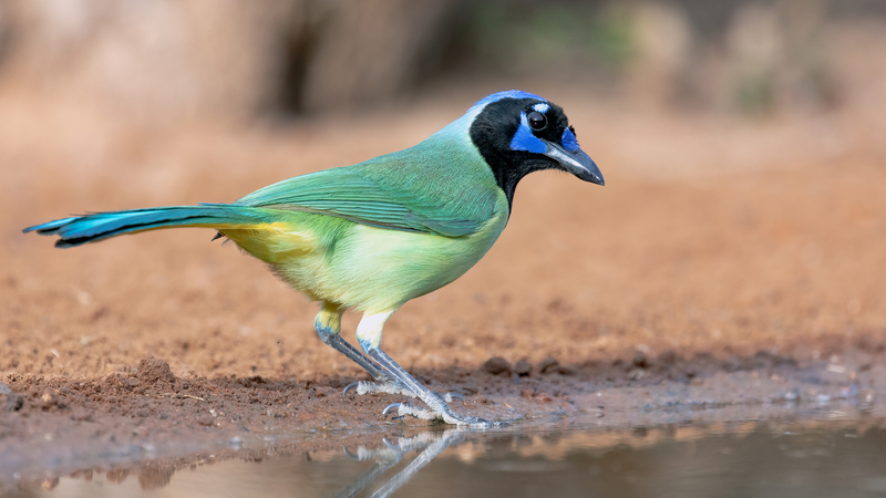 green-jay_5882-169.jpg