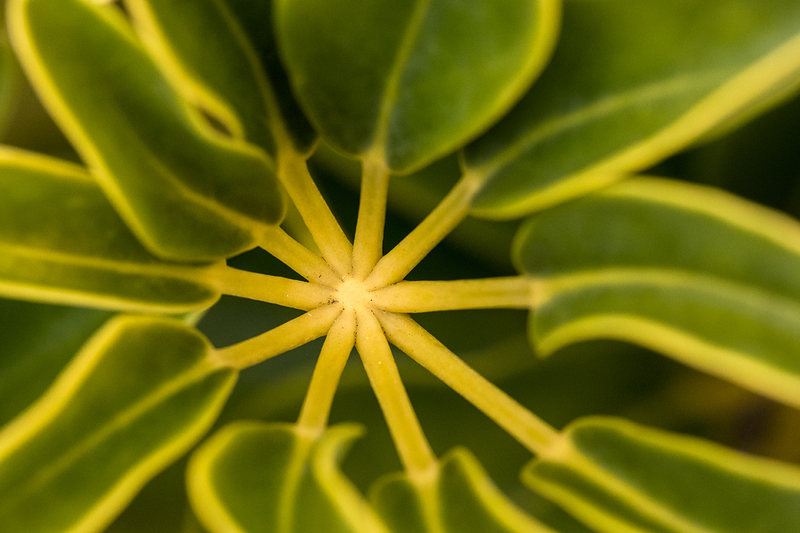 green-leaf_6752-64.jpg