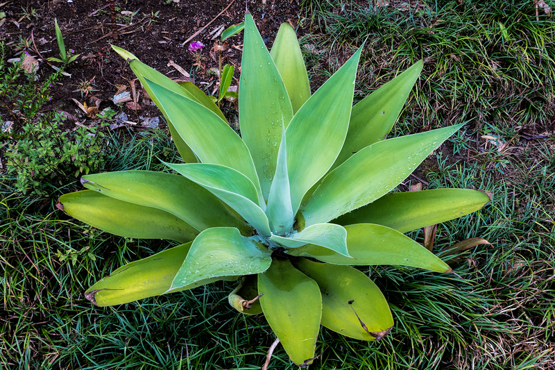 green-plant_5995-64.jpg