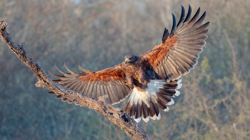 harris-hawk_4927-169.jpg