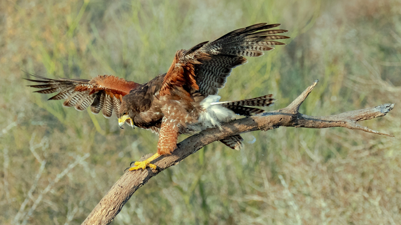 harris-hawk_5172-169.jpg