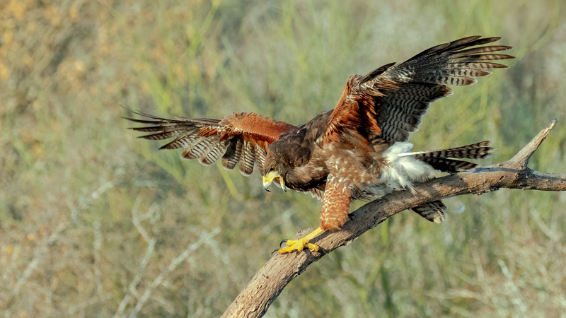 harris-hawk_51721-169.jpg