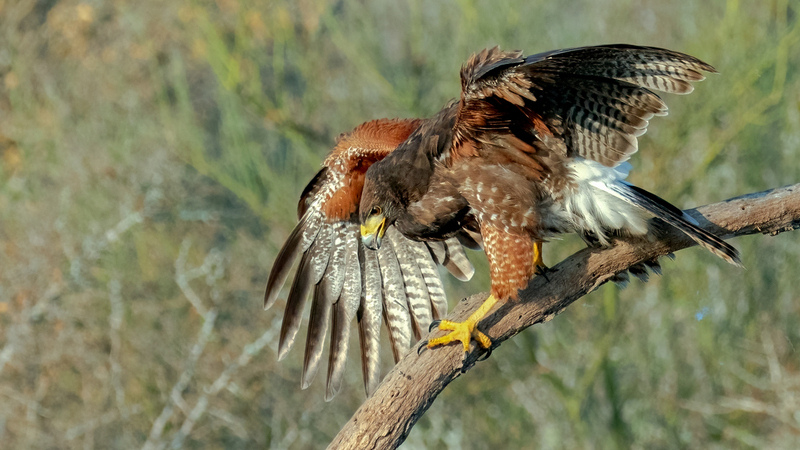 harris-hawk_5172a-169.jpg