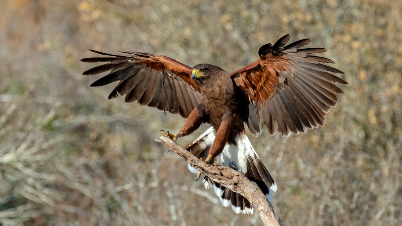 harris-hawk_5253-169.jpg