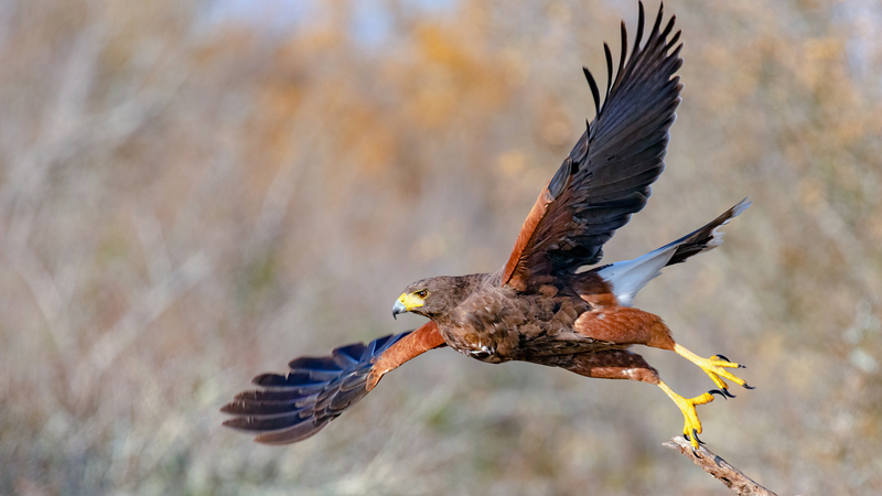 harris-hawk_5280-169.jpg