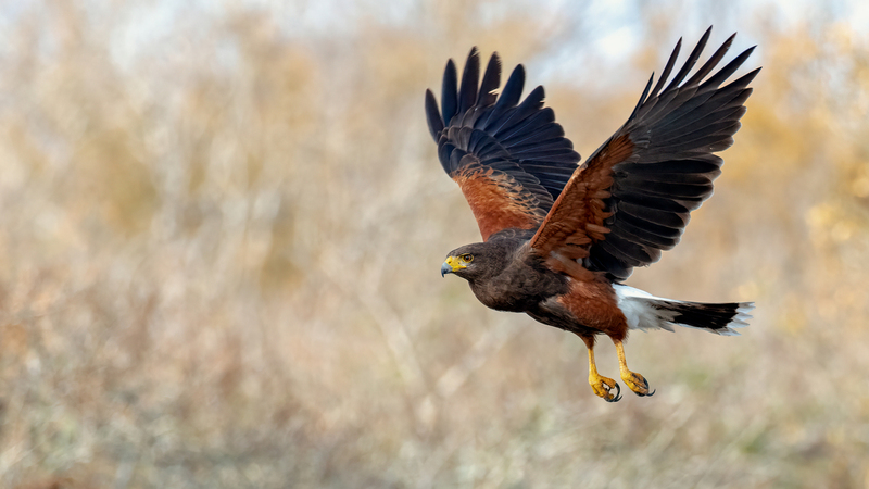 harris-hawk_5399b-169.jpg