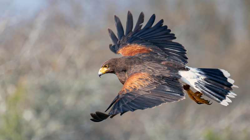 harris-hawk_5445-169.jpg