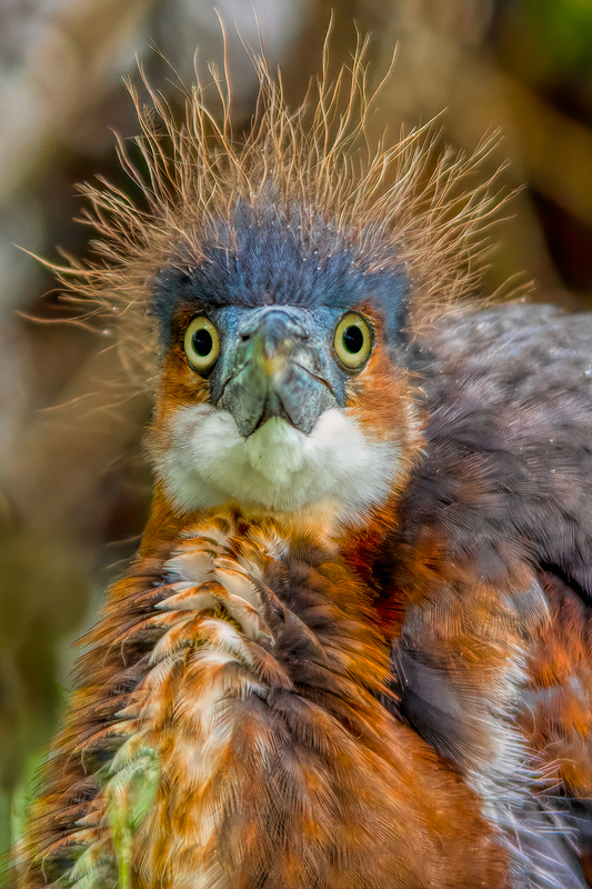 heron_tri_2524e-46.jpg