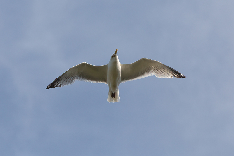 herring-gull_3319-64.jpg