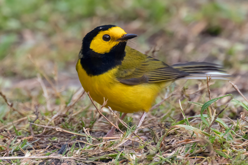 hooded-warbler_1547-64(1).jpg