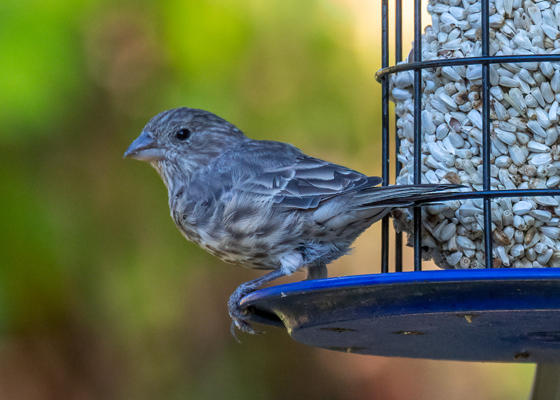 house finch_0385.jpg