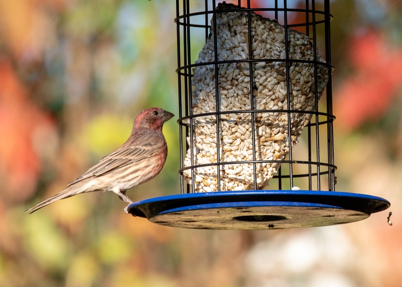 house finch_0389.jpg