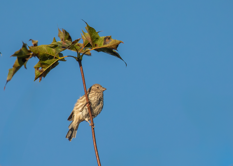 house sparrow_0373.jpg