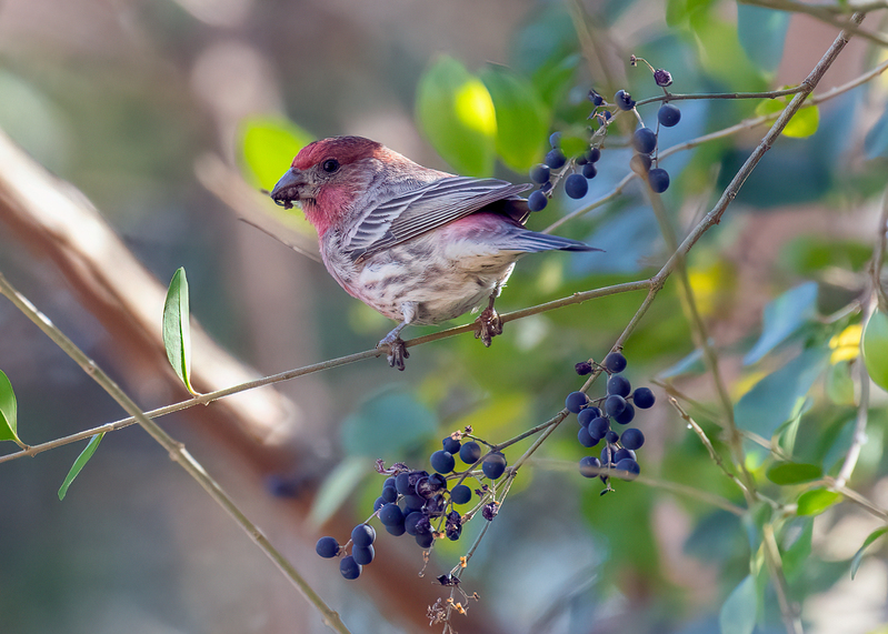 house-finch-berries_5143-75.jpg