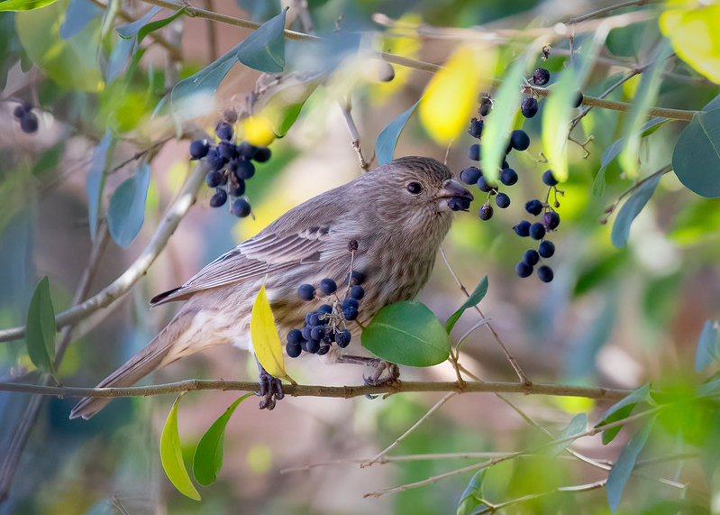 house-finch-berries_5160-75.jpg