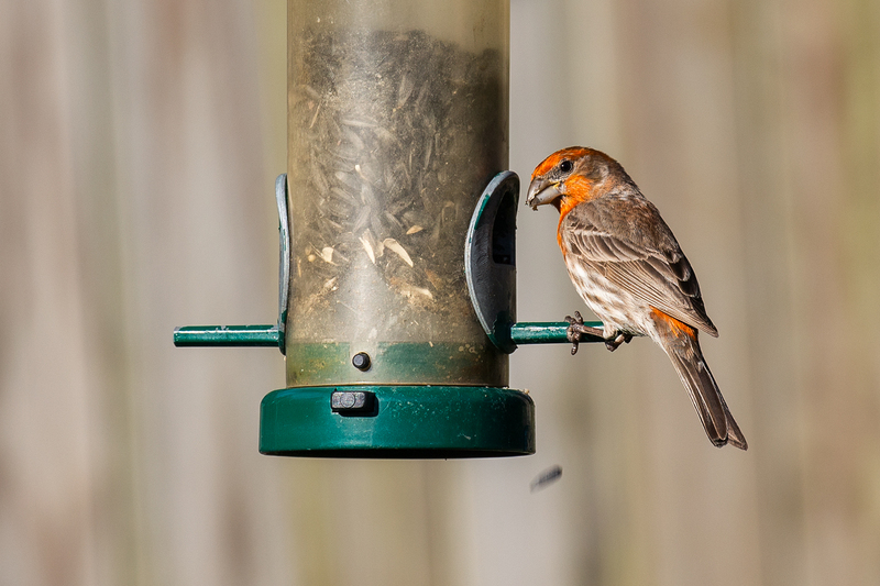 house-finch_3011-64.jpg