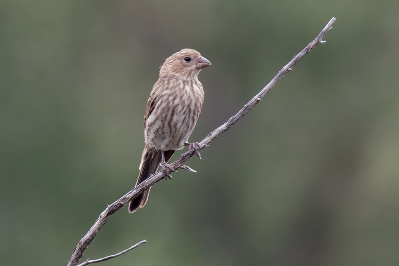 house-finch_3288-64(1).jpg