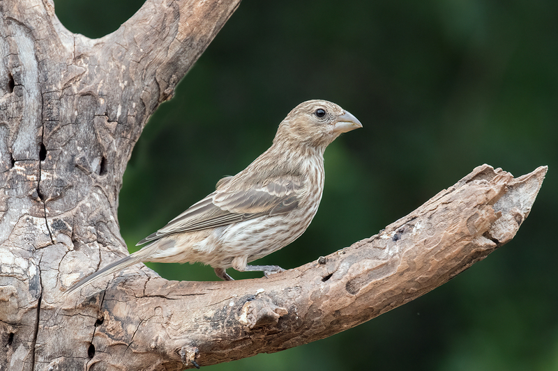 house-finch_3316-64(1).jpg