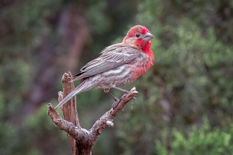 house-finch_3340-64(1).jpg