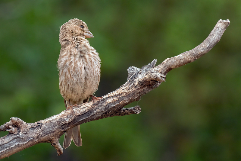 house-finch_3371-64(1).jpg