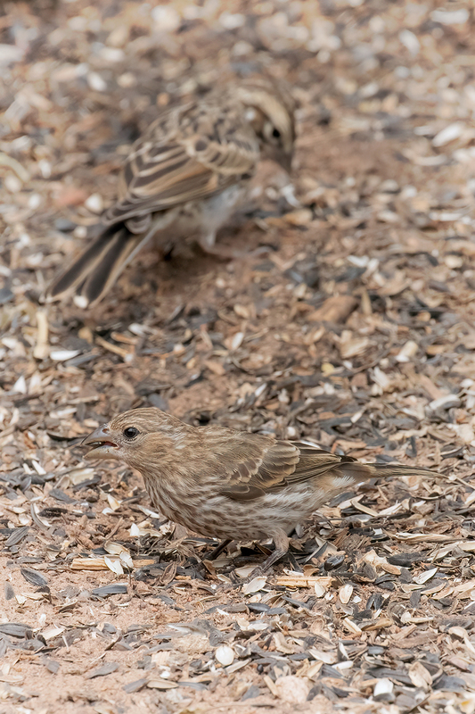 house-finch_3381-46(1).jpg