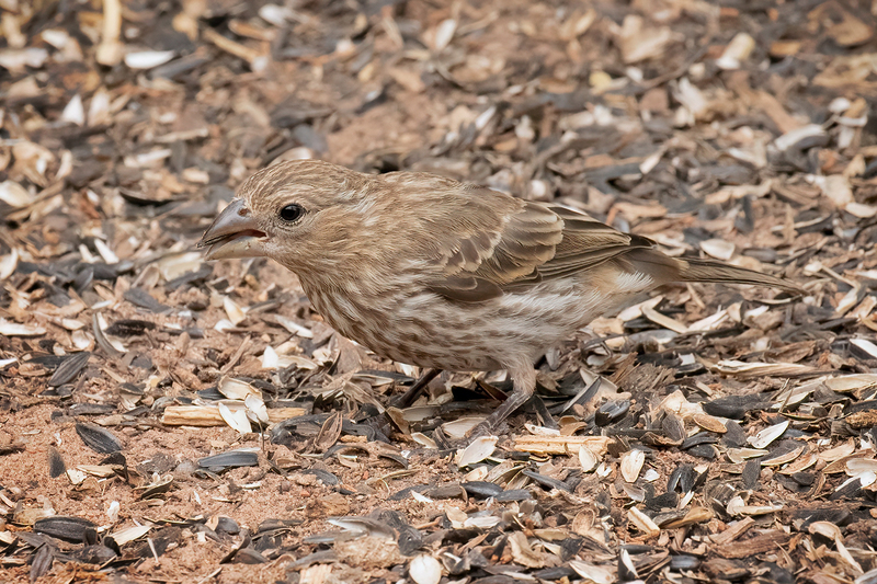 house-finch_3384-64(1).jpg