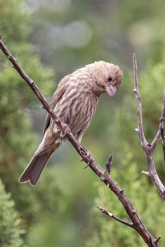 house-finch_3386-46(1).jpg