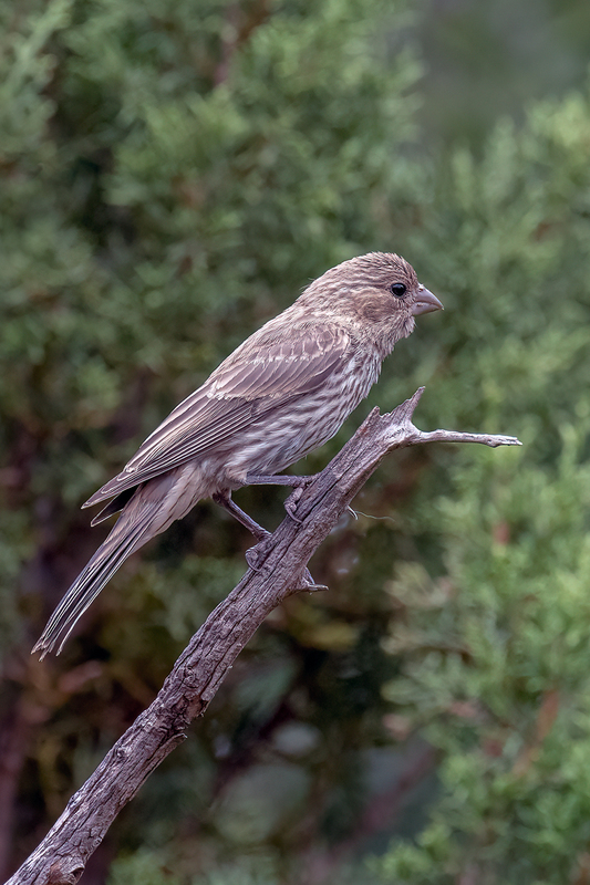 house-finch_3389-46(1).jpg