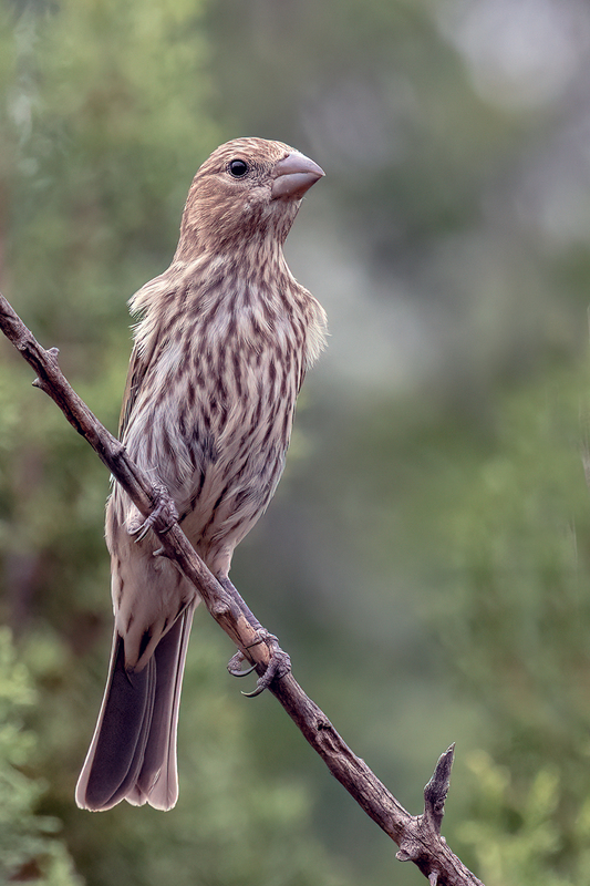 house-finch_3390-46(1).jpg