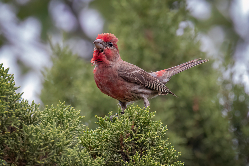 house-finch_3393-64(1).jpg