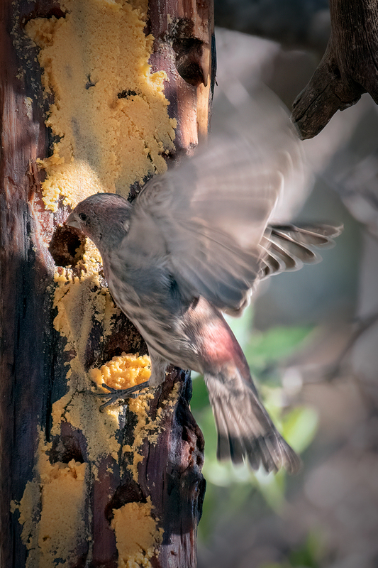 house-finch_4370-46.jpg